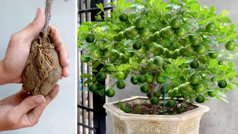 This forgotten trick transforms soil into a thriving vegetable garden…