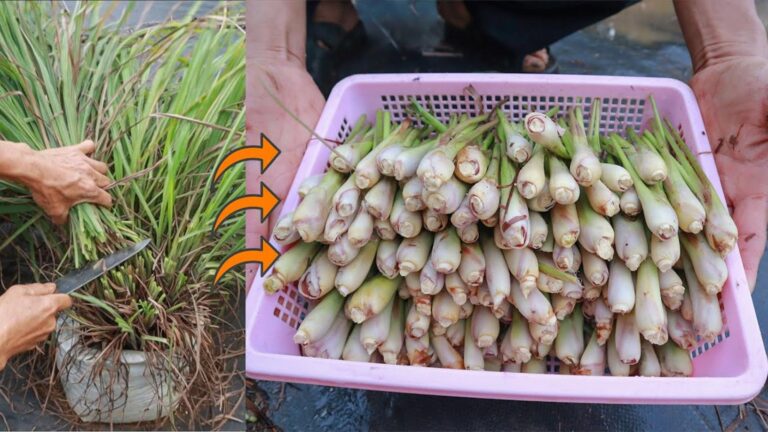 This simple method transforms your kitchen with fresh lemongrass you grew at home…