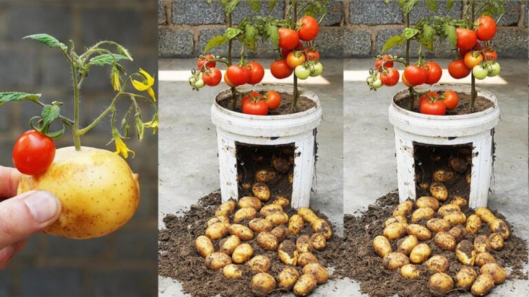 This simple trick doubles your harvest with tomatoes and potatoes in one pot…