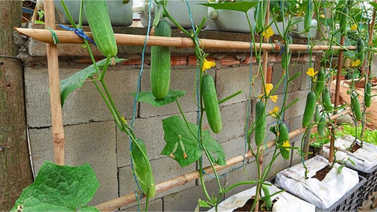 This simple technique transforms your garden into a cucumber paradise…