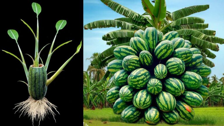 This simple technique transforms your garden into a fruit paradise…