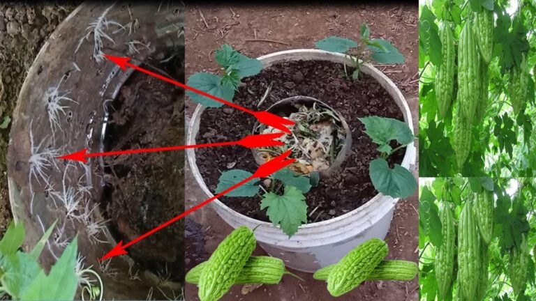 This simple method transforms garbage into a thriving bitter melon garden…