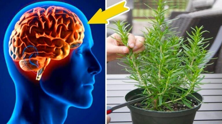 This simple herb can boost memory and support brain health in surprising ways…