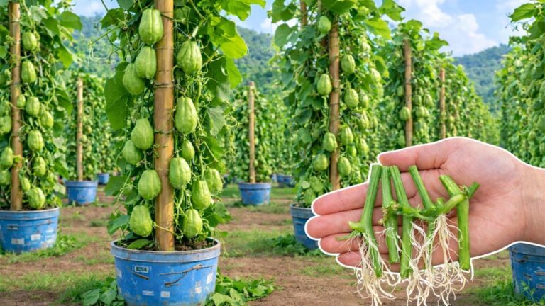 This simple method turns chayote cuttings into a thriving garden…