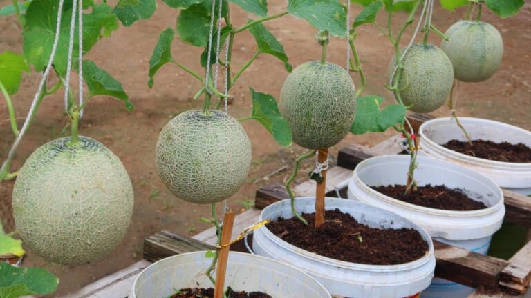 This simple trick transforms old plastic containers into high-yield melon gardens…