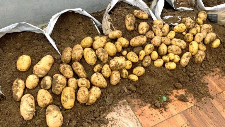 This simple method transforms your terrace into a potato paradise…