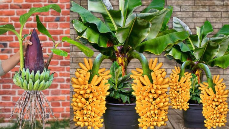 This simple trick transforms banana flowers into fruit-filled trees…