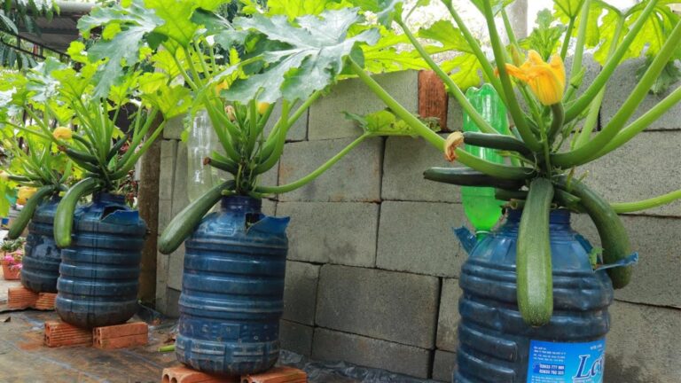 This simple method transforms a small space into a thriving zucchini garden…