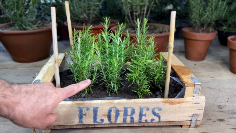 This simple trick transforms rosemary cuttings into a lush garden forever…