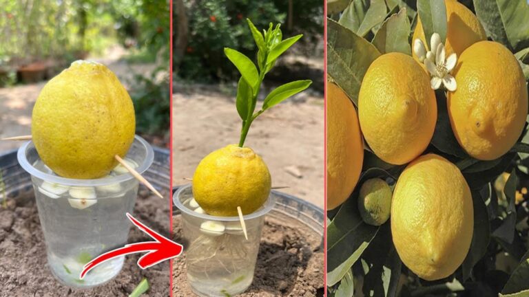 This simple trick turns kitchen scraps into a thriving lemon tree …