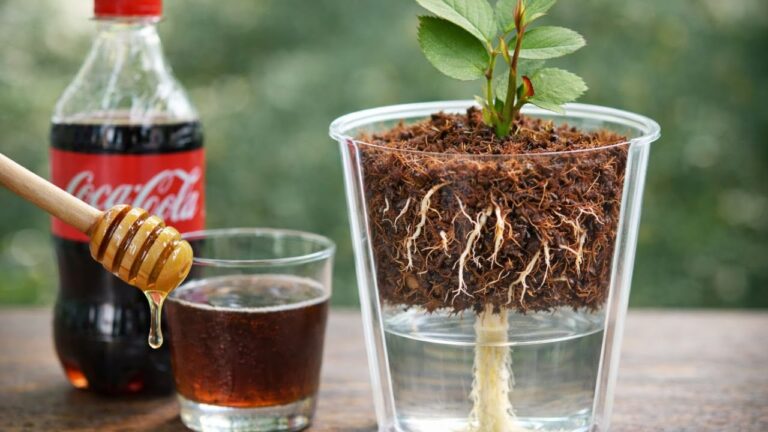 Root Rose Cuttings Without Hormone: 5 Simple Steps for Success