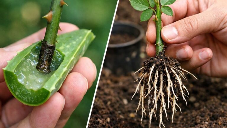 5 Simple Secrets to Help Your Rose Cuttings Root Faster 🌹