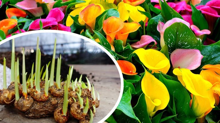 6 Tips for Successfully Planting Colorful Calla Lilies This Season