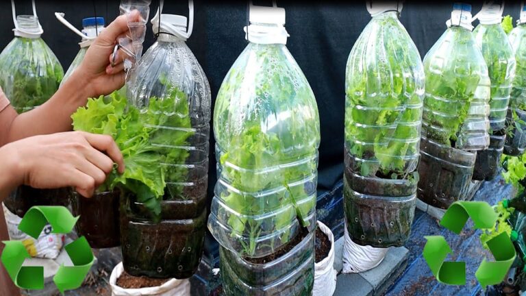 5 Easy Steps to Grow Greens in Your Mini Greenhouse