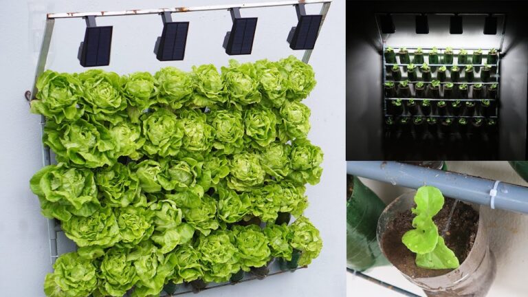 5 Steps to Super Fast, High-Yield Wall-Mounted Lettuce Growing Success!