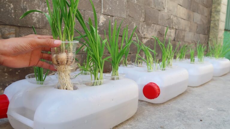 5 Easy Steps to Grow Garlic in Plastic Cans for Beginners