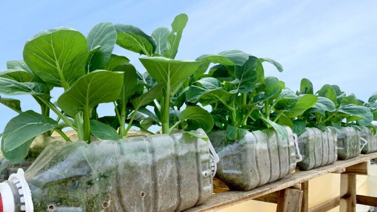 10 Creative Ways to Recycle Plastic Bottles for a Thriving Terrace Garden