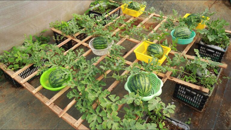10 Steps to Grow Your Watermelon at Home Using the Basket Method!