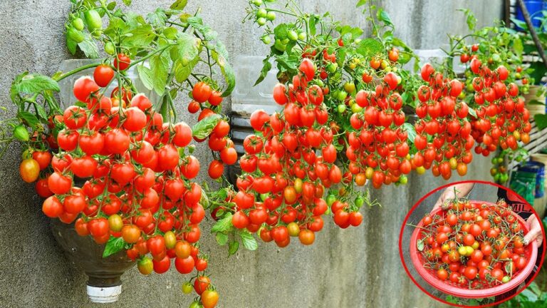 7 Simple Steps to Grow High-Yield Tomatoes on Your Wall Without a Garden