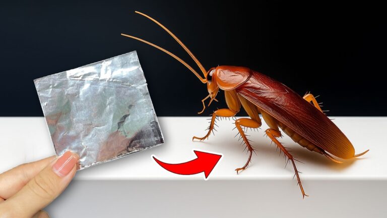 10 Clever Ways to Use Aluminum Foil to Eliminate Cockroaches Fast!