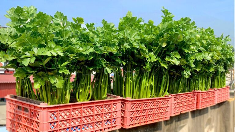 Grow Celery in 5 Simple Steps: Save Money and Enjoy Fresh Homegrown Flavor!
