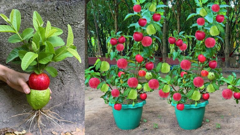 10 Amazing Benefits of Grafting Apples with Guava for Fruit Lovers!