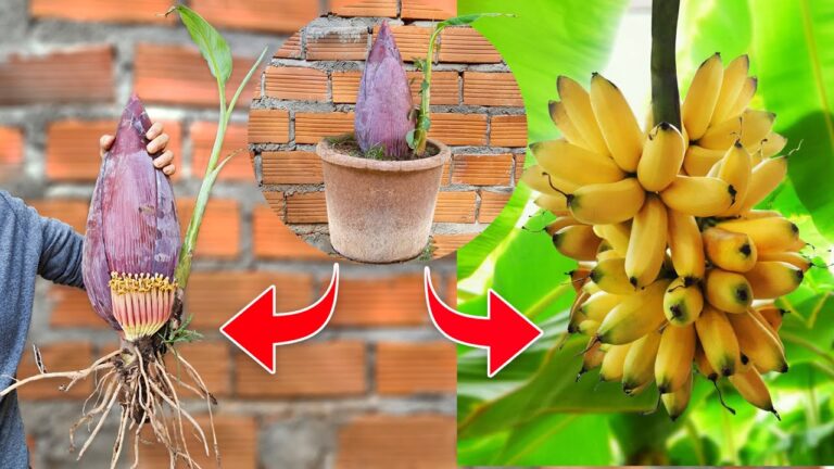5 Proven Techniques to Graft Banana Trees with Aloe Vera for Fast Growth
