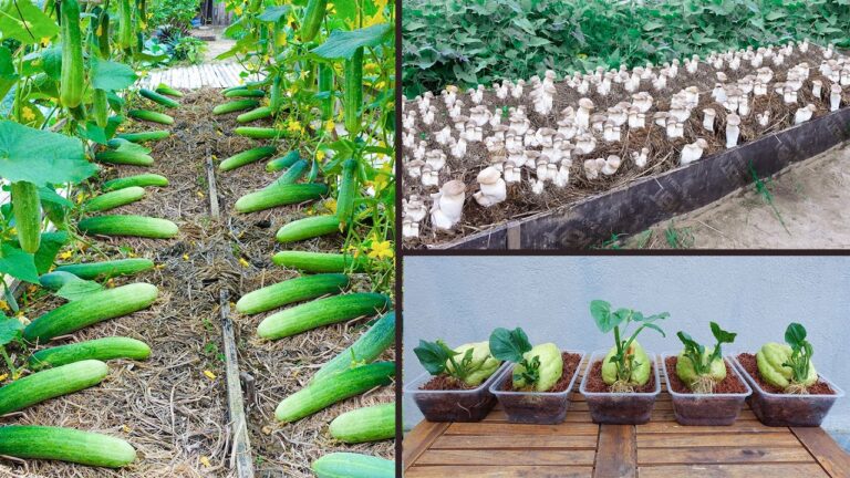 Essential Organic Gardening Tips Every Beginner Should Know