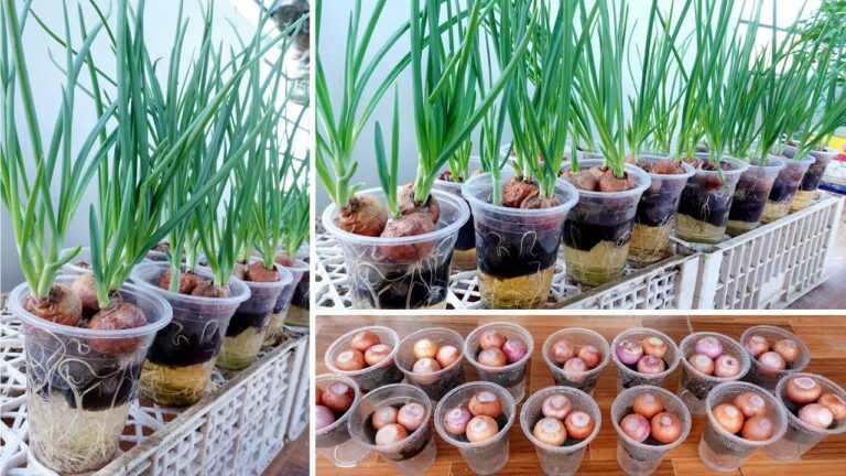 Quick and Easy Tips for Growing Onions in Water