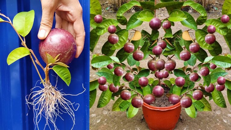 Grow a Fruitful Star Apple Tree from Fruit and Aloe Vera: The Ultimate Guide