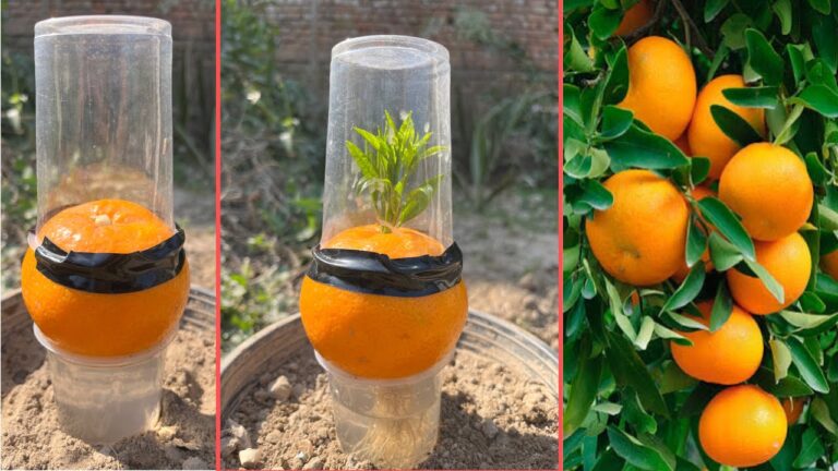 Grow an Orange Tree for Juicy Fruits with This Unique Garlic Trick