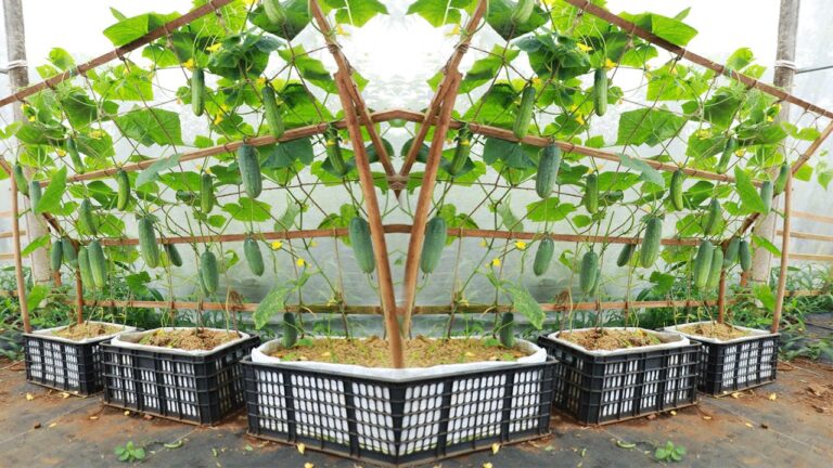 How to Grow Cucumbers in Plastic Baskets for Fresh Family Meals