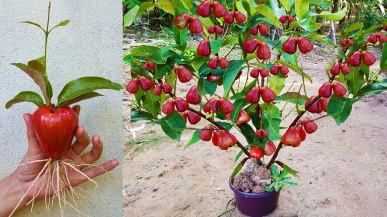 Fast-Track Your Java Apple Tree Growth: Tips for Success!