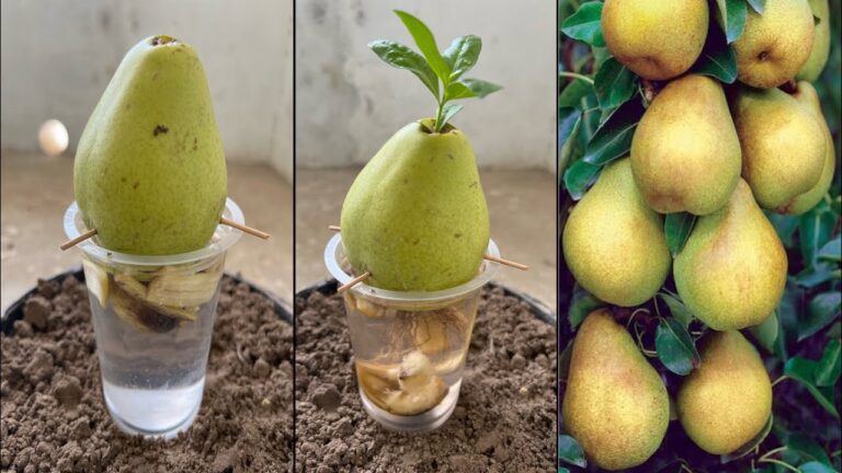 The Secret to Growing Pear Trees from Fruit: Unique Tips and Tricks